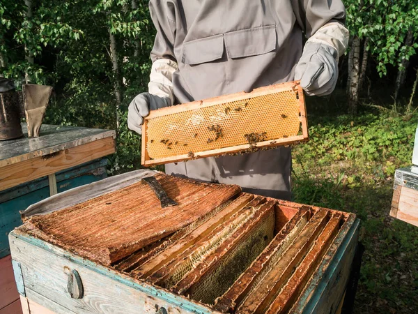 Пчеловод Работает Пасеке Пчеловодческой Ферме Занимается Пчеловодством — стоковое фото