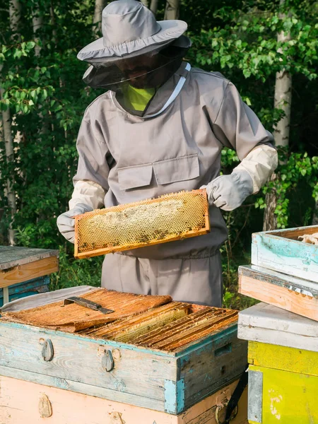 Пчеловод Работает Пасеке Пчеловодческой Ферме Занимается Пчеловодством — стоковое фото