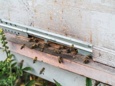 Closeup shot of honey bees coming out of its hive - beekeeping