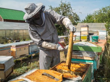 Beekeeper inspecting honeycomb frame at apiary at the summer day. Man working in apiary. Apiculture. Beekeeping