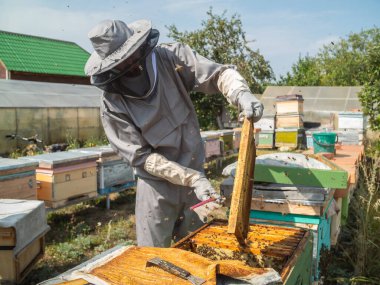 Beekeeper working in his apiary on a bee farm, beekeeping