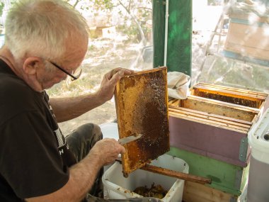 Beekeeper cuts off the wax from the honeycomb frame. Production of fresh honey and tool for extraction of honey