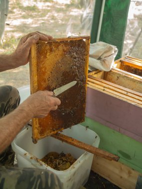 Beekeeper cuts the wax from the honey frame with a knife. Pumping out honey. Honey sealed by bees. Beekeeping and eco apiary in nature and fresh honey concept