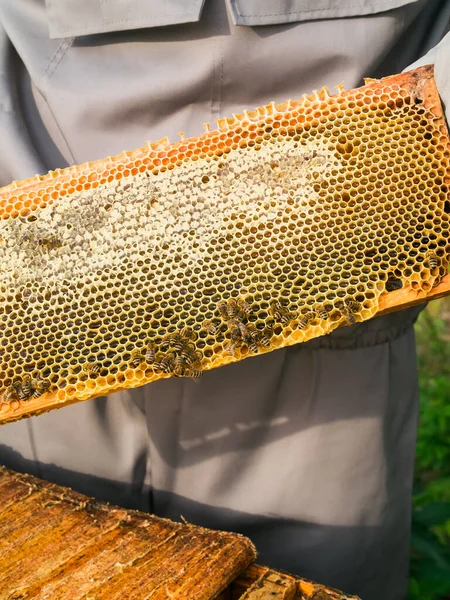 Пчеловод Держит Медовую Клетку Пчелами Руках Апикультура Пасека — стоковое фото