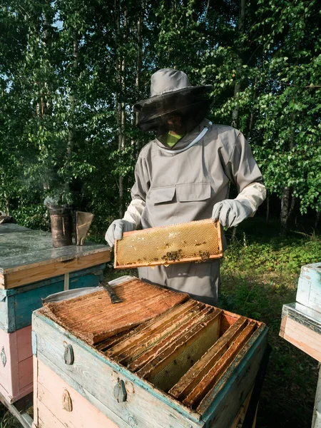 Пчеловод Осматривает Сотовую Раму Пасеке Летний День Человек Работает Пасеке — стоковое фото