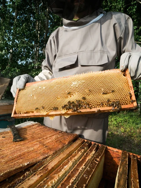 Beekeeper Working His Apiary Bee Farm Beekeeping — стоковое фото