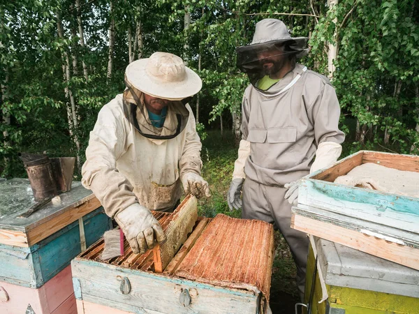 Beekeeper Inspecting Honeycomb Frame Apiary Summer Day Man Working Apiary — стоковое фото