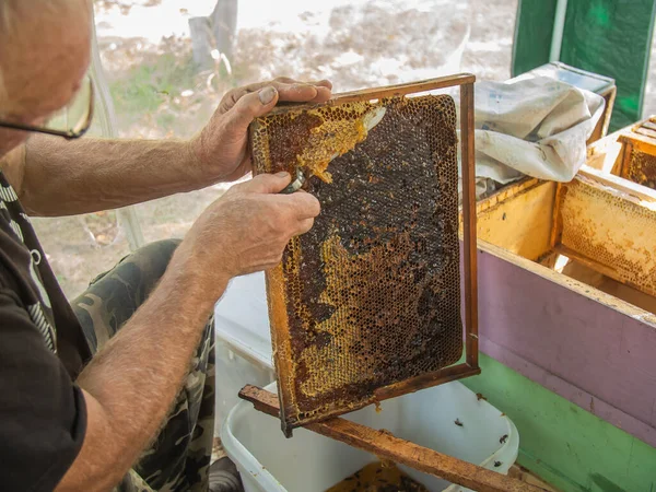 Beekeeper Cuts Wax Honeycomb Frame Production Fresh Honey Tool Extraction — стоковое фото