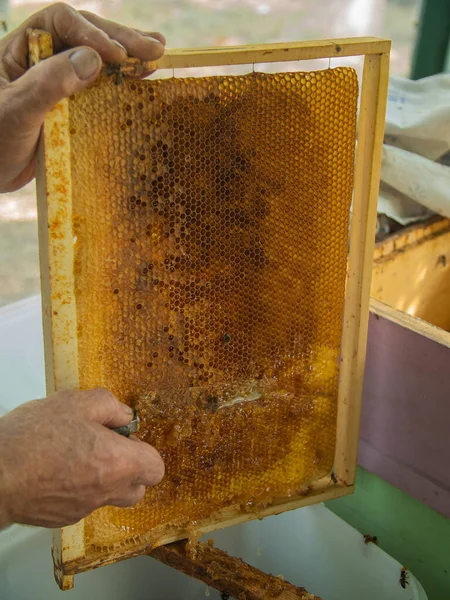 Extracting Honey Honeycomb Concept Close View Beekeeper Cutting Wax Lids — стоковое фото
