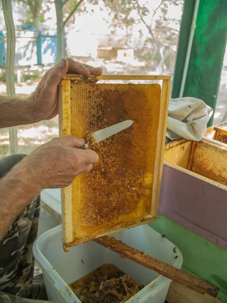 Beekeeper Cuts Wax Honey Frame Knife Pumping Out Honey Honey — стоковое фото