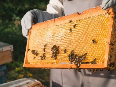 Arıcı elinde arılarla bir bal hücresi tutuyor. Apiculture. Apiary
