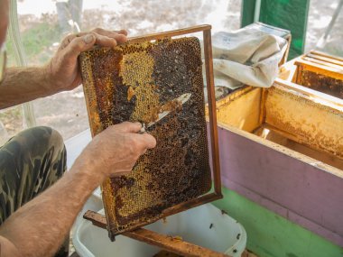 Beekeeper cuts the wax from the honey frame with a knife. Pumping out honey. Honey sealed by bees. Beekeeping and eco apiary in nature and fresh honey concept