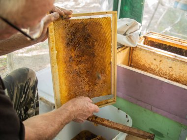 Extracting honey from honeycomb concept. Close up view of beekeeper cutting wax lids with hot knife from honeycomb for honey extraction concept