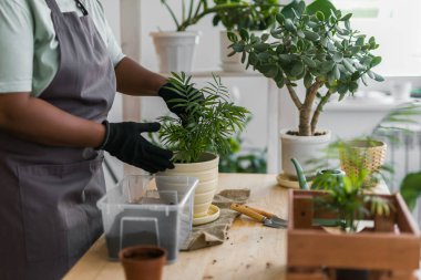 African american woman transplanting plant into new pot home gardening Indoor. Hobbies and leisure, Cultivation and caring for indoor potted plants. Replanting green plant into flower pot.
