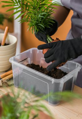 Woman gardener transplanting green plants in ceramic pots on the floor. Home garden and potted plants