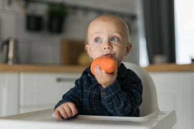 Little boy in a blue t-shirt sitting in a childs chair eating carrot - baby care and infant child feeding