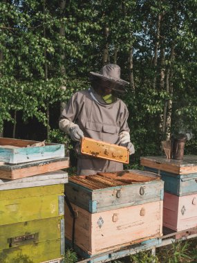 Beekeeper inspecting honeycomb frame at apiary at the summer day. Man working in apiary. Apiculture. Beekeeping
