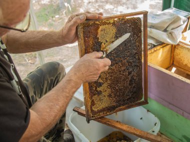 Beekeeper cuts off the wax from the honeycomb frame. Production of fresh honey and tool for extraction of honey