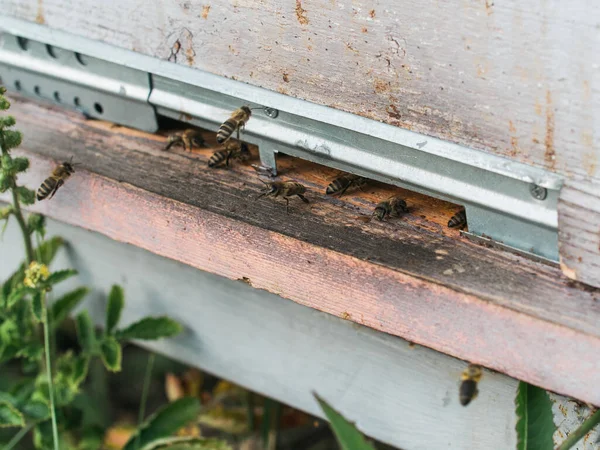 Closeup Shot Honey Bees Coming Out Its Hive Beekeeping — Stock Photo, Image