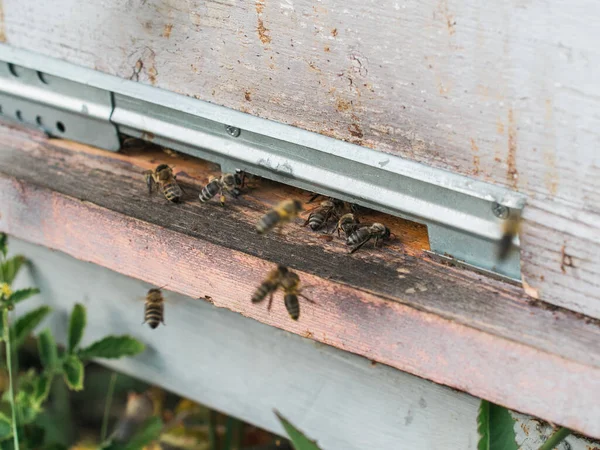Honey Bees Coming Going Hive Concept — Stock Photo, Image