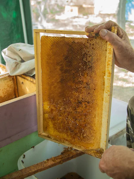 Beekeeper cuts the wax from the honey frame with a knife. Pumping out honey. Honey sealed by bees. Beekeeping and eco apiary in nature and fresh honey concept
