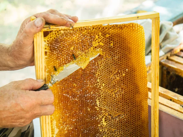 Beekeeper cuts off the wax from the honeycomb frame. Production of fresh honey and tool for extraction of honey