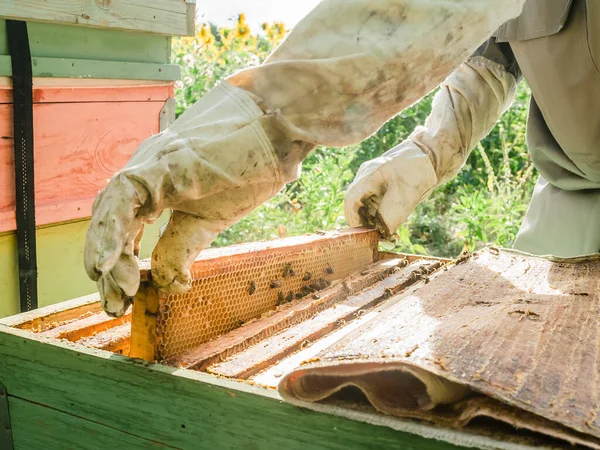 Méhész Eltávolítja Méhkaptárból Méhsejtet Egy Méhészruhás Ember Mézet Vesz Kaptárból — Stock Fotó