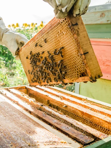Imker Entfernen Die Bienenwaben Aus Dem Bienenstock Eine Person Imkeranzug — Stockfoto