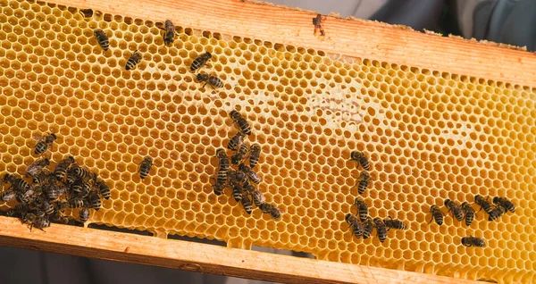 stock image Beekeeper removing honeycomb from beehive. Person in beekeeper suit taking honey from hive. Farmer wearing bee suit working with honeycomb in apiary. Beekeeping in countryside. Organic farming concept