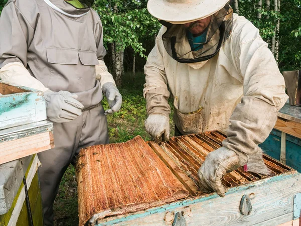 Portrait Two Male Beekeeper Working Apiary Beehives Bees Collect Honey — Stock Photo, Image