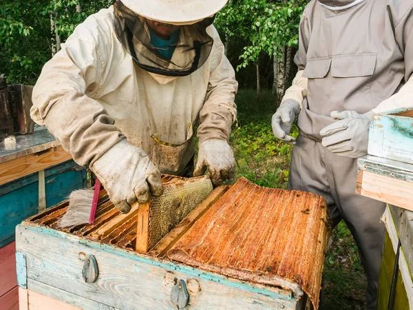 Portrait Two Male Beekeeper Working Apiary Beehives Bees Collect Honey — Stock Photo, Image
