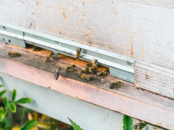 Nahaufnahme Von Honigbienen Die Aus Ihrem Stock Kommen Imkerei — Stockfoto