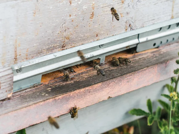 Closeup Shot Honey Bees Coming Out Its Hive Beekeeping — Stock Photo, Image
