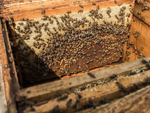 Nahaufnahme Von Bienen Auf Bienenwaben Bienenhaus Selektiver Fokus Kopierraum — Stockfoto