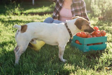 Jack Russell Terrier sebze bahçesinde oynuyor. Evcil hayvan ve köpek.