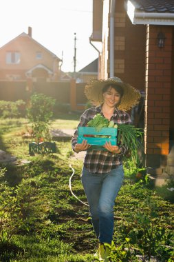 Hasır şapkalı çalışkan genç kadın bahçıvan güneşli yaz gününde hasattaki domates kutusunu alıyor..