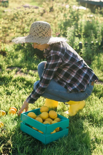 帽子の美しい若い女性の庭師は 晴れた夏の日に彼女の野菜の庭でバスケットにレモンを選ぶ — ストック写真