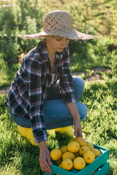 Bonita Joven Jardinera Con Sombrero Recoge Limones Una Canasta Huerto — Foto de Stock