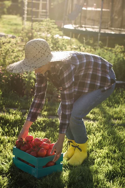 勤勉な若い女性の庭師でわら帽子ピックアップ彼女の収穫ボックスのトマト上の晴れた夏の日 — ストック写真