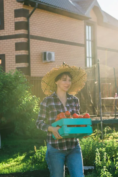 勤勉な若い女性の庭師でわら帽子ピックアップ彼女の収穫ボックスのトマト上の晴れた夏の日 — ストック写真