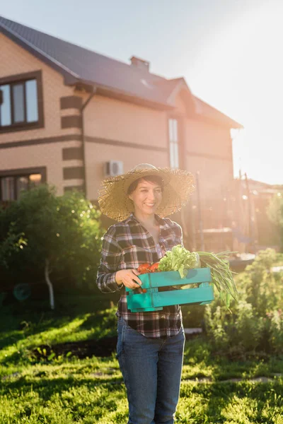 Trabajadora Joven Jardinero Sombrero Paja Recoge Caja Cosecha Tomates Soleado — Foto de Stock