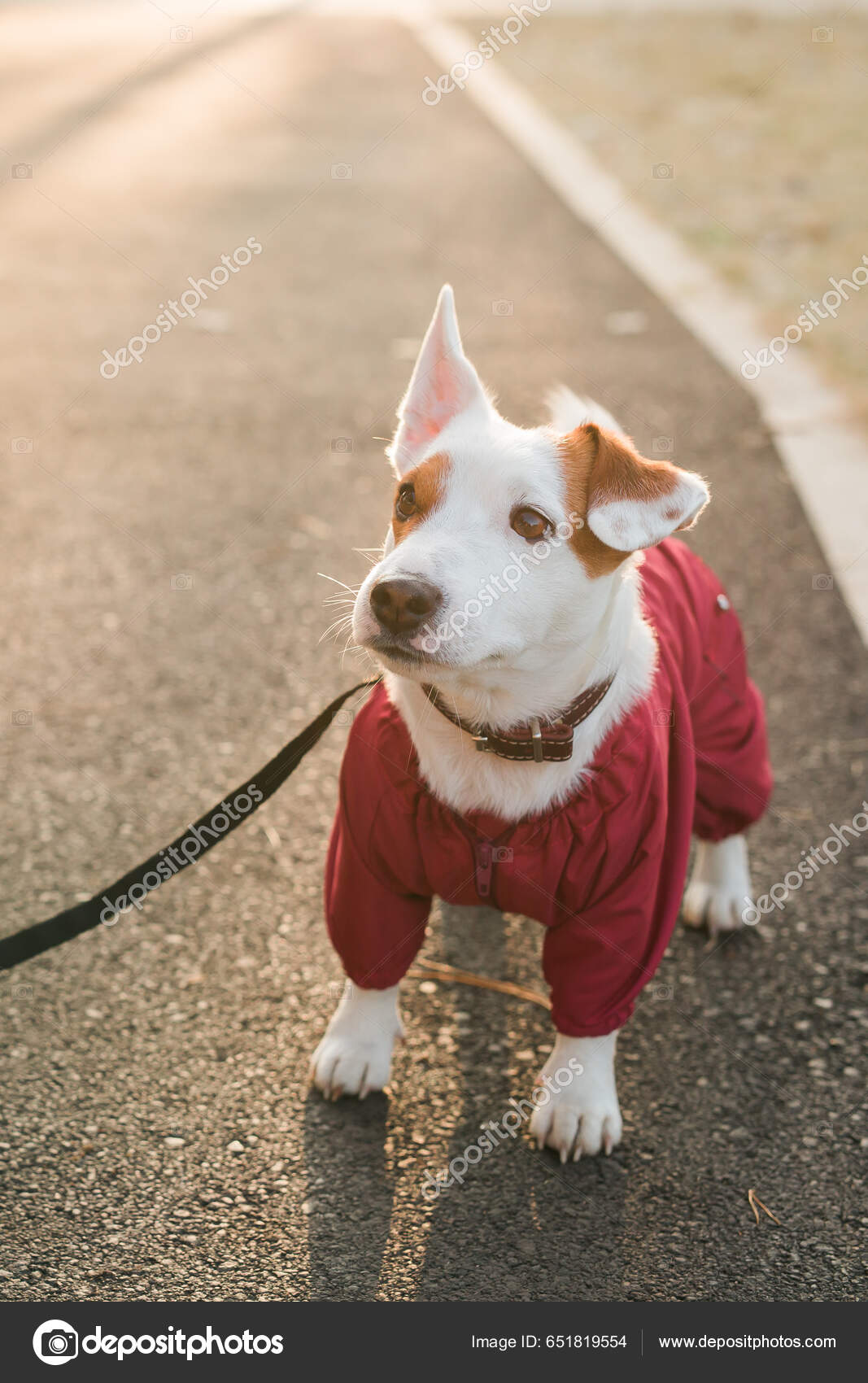 Jack russell cheap dressed up