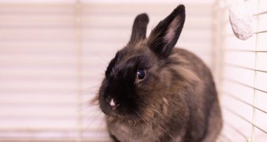 Kahverengi tavşan evde keyif çatıyor. 2023 yılının hayvan sembolü ve evcil hayvan konsepti.