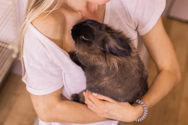 ペットの所有者の手で面白いかわいい茶色のウサギ バニーペット ホーム — ストック写真