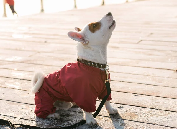 Entzückender Jack Russell Terrier Freien Porträt Eines Kleinen Hundes — Stockfoto