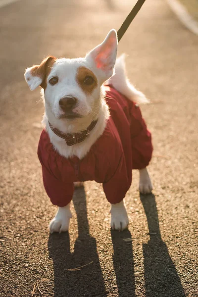 Retrato Cerca Del Lindo Perro Jack Russell Traje Paseando Parque — Foto de Stock