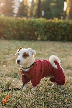 Sonbahar parkında yürüyen takım elbiseli şirin Jack Russell 'ın yakın plan portresi. Yavru köpek süveter giyiyor.