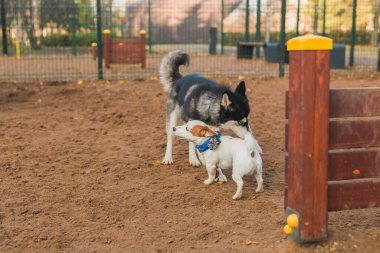 Dog jack russell terrier and husky funny playing together outdoors in dogs playground at sunny spring
