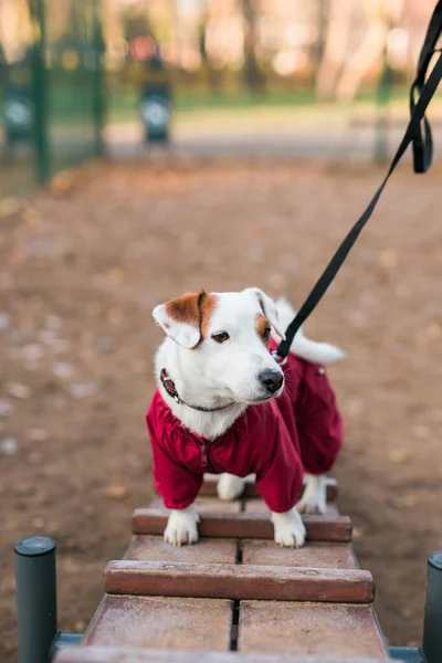 Jack Russell Terrier Entrenamientos Para Perros Aire Libre Parque Ciudad — Foto de Stock