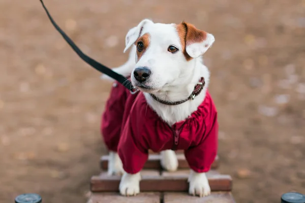 Jack Russell Terrier Entrenamientos Para Perros Aire Libre Parque Ciudad — Foto de Stock
